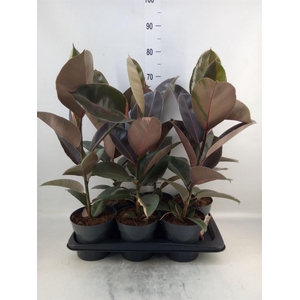 Ficus elastica 'Pink Camouflage'