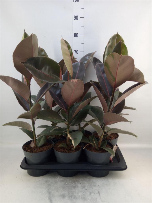<h4>Ficus elastica 'Pink Camouflage'</h4>