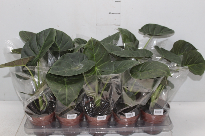 <h4>ALOCASIA REGAL SHIELDS P12</h4>