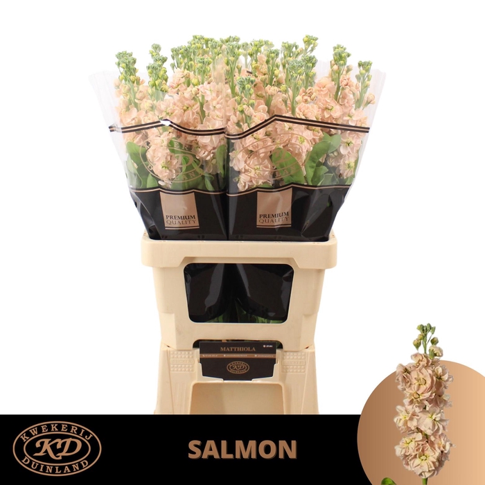 <h4>MATTH MILLA SALMON</h4>