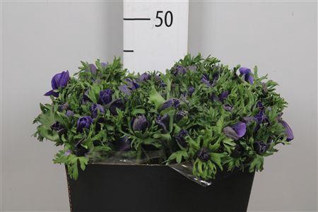 <h4>Anem Co Galil Blauw</h4>