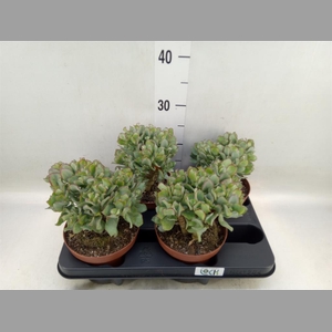 Crassula arborescens subsp. undilat