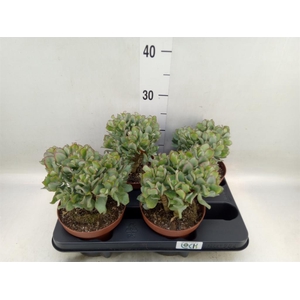 Crassula arborescens subsp. undilat