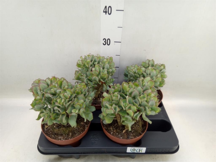 <h4>Crassula arborescens subsp. undilat</h4>