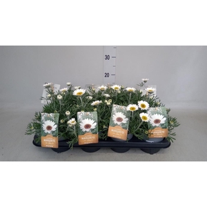 Rhodanthemum hosm. 'Fruelingsflirt'