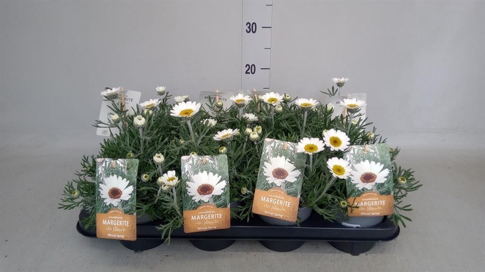 <h4>Rhodanthemum hosm. 'Fruelingsflirt'</h4>