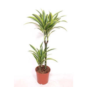 Dracaena Lemon Lime 45-15