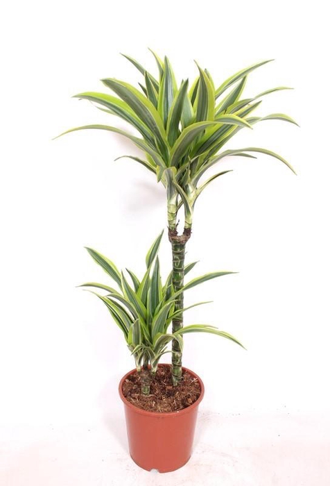 <h4>Dracaena Lemon Lime 45-15</h4>