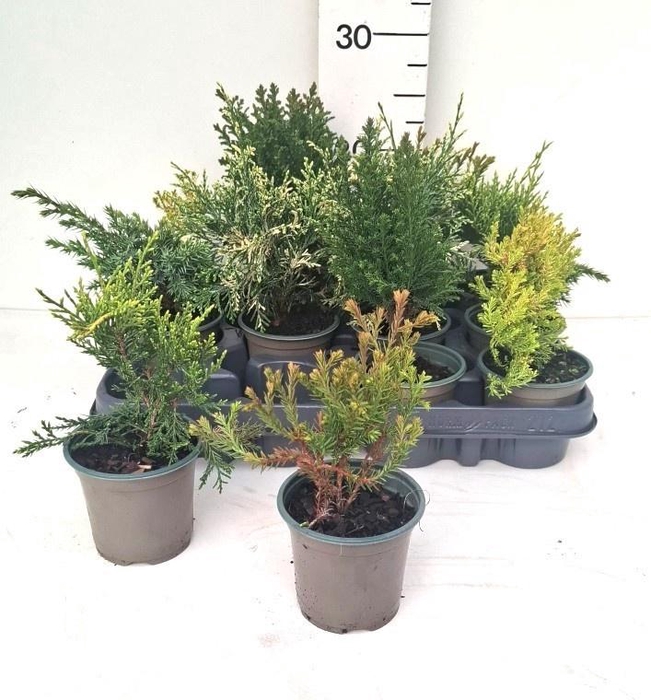 <h4>CONIFEREN OV</h4>