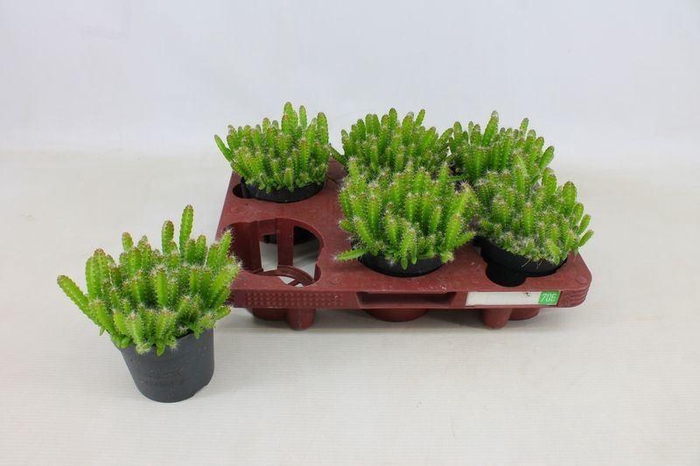 <h4>HYLOCEREUS UNDATUS</h4>