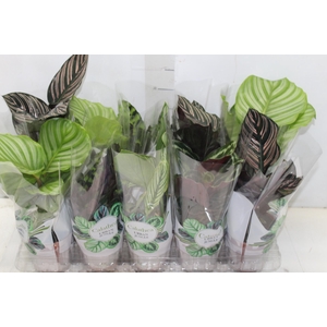 CALATHEA P12 VARIADO