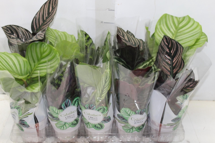 CALATHEA P12 VARIADO