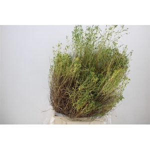 Euph Spinoza Medium 400gr P Bunch
