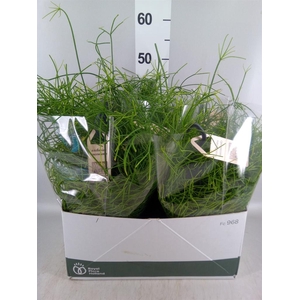 Rhipsalis   ...