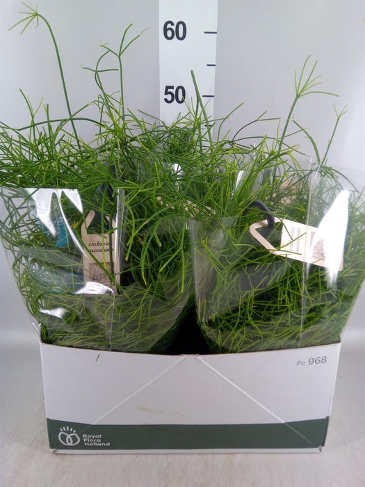 <h4>Rhipsalis   ...</h4>