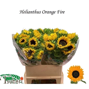 HELI ORANGE FIRE