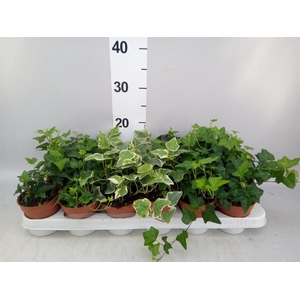 Hedera   ...mix