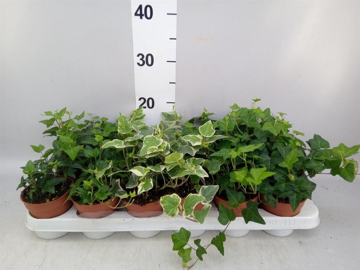 <h4>Hedera   ...mix</h4>