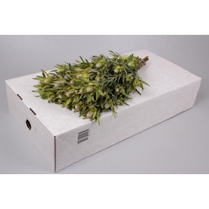 Leucadendron Pisa Spray