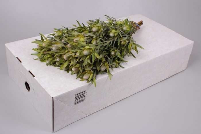 <h4>Leucadendron Pisa Spray</h4>
