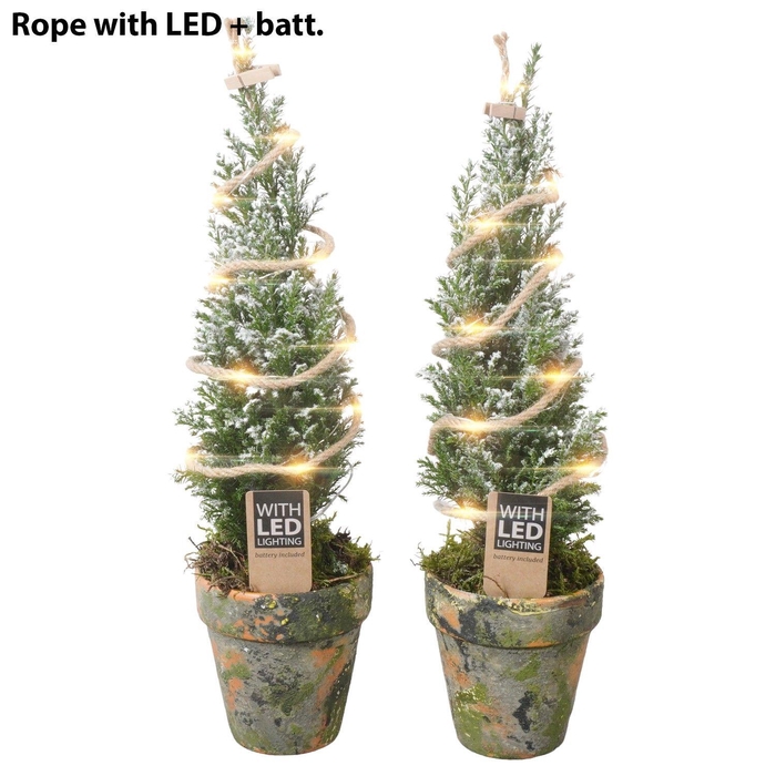 <h4>PTK25166 Ellwoodii met sneeuw in terracotta pot met LED</h4>