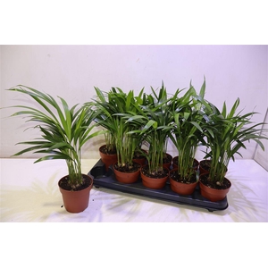 arr8 Dypsis Lutescens