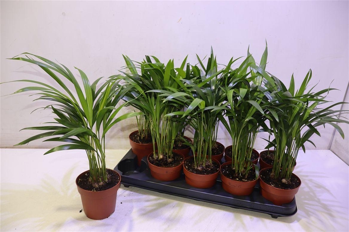 <h4>arr8 Dypsis Lutescens</h4>