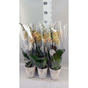 Phalaenopsis   ...