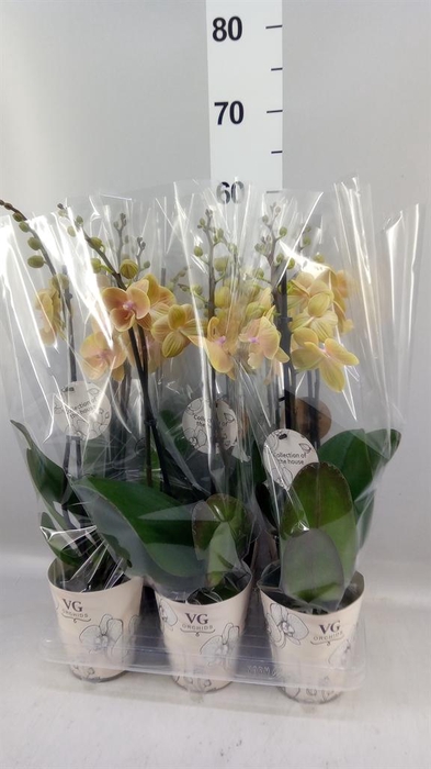 <h4>Phalaenopsis   ...</h4>