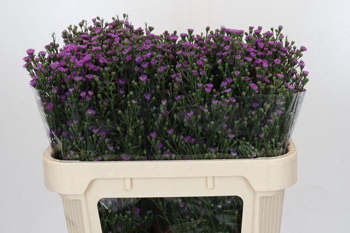 <h4>Aster Baby Pink</h4>