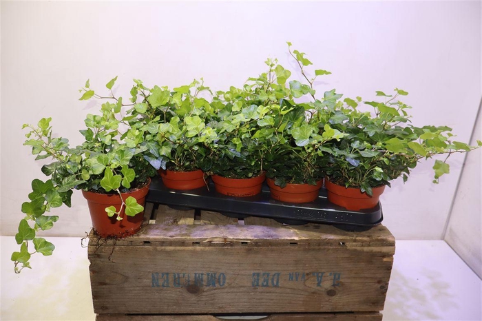 <h4>Hed He Wonder</h4>