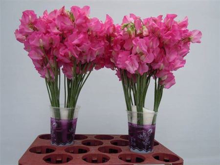 <h4>Lathyr Wi Suns Rose</h4>