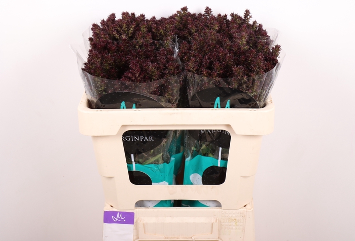 <h4>PHLOX P BLIND LION</h4>