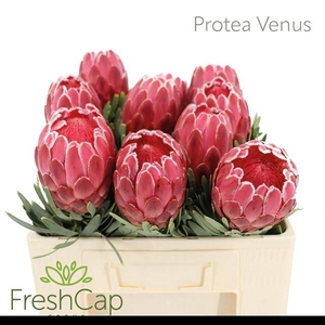 PROTEA VENUS