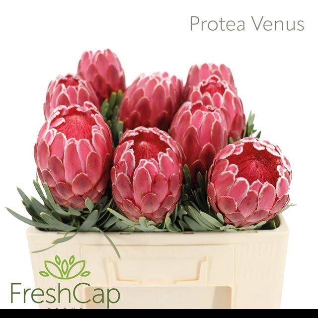 <h4>PROTEA VENUS</h4>