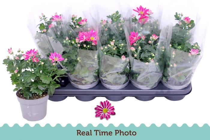 <h4>Chrys Art Armin</h4>