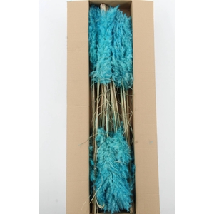 DF Pampas 115cm Turquoise