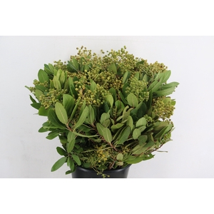 HETEROMELES 400GR