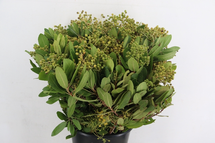 <h4>HETEROMELES 400GR</h4>