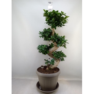 Ficus microcarpa 'Ginseng'