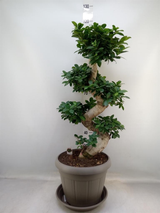<h4>Ficus microcarpa 'Ginseng'</h4>