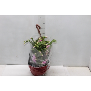 FLOR DE MAIO C21
