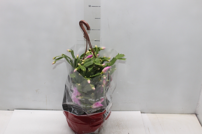 <h4>FLOR DE MAIO C21</h4>