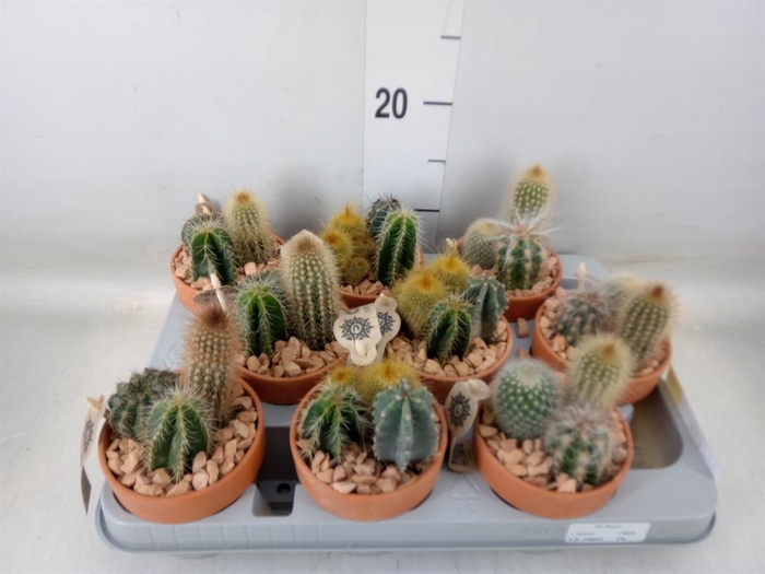 <h4>Arr.  Cactus L%</h4>