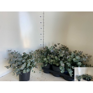EUCAL CINEREA