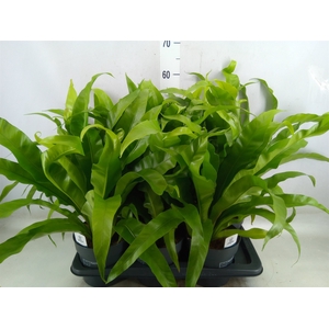 Asplenium antiquum