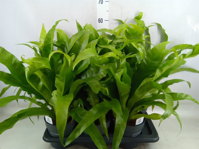 <h4>Asplenium antiquum</h4>