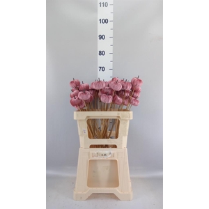 Decoratieve materialen   ...H%