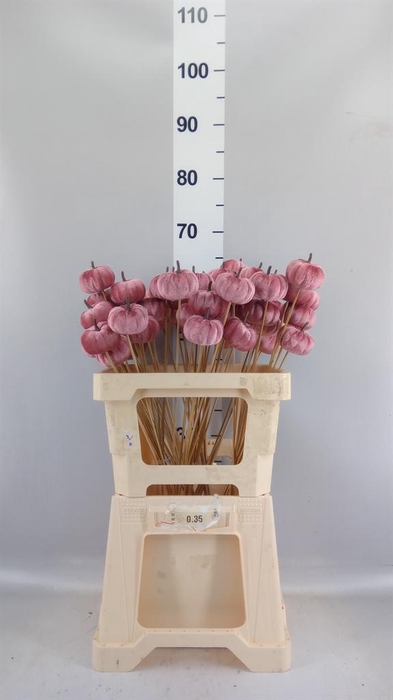 <h4>Decoratieve materialen   ...H%</h4>