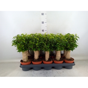 Ficus benja. 'Natasja'